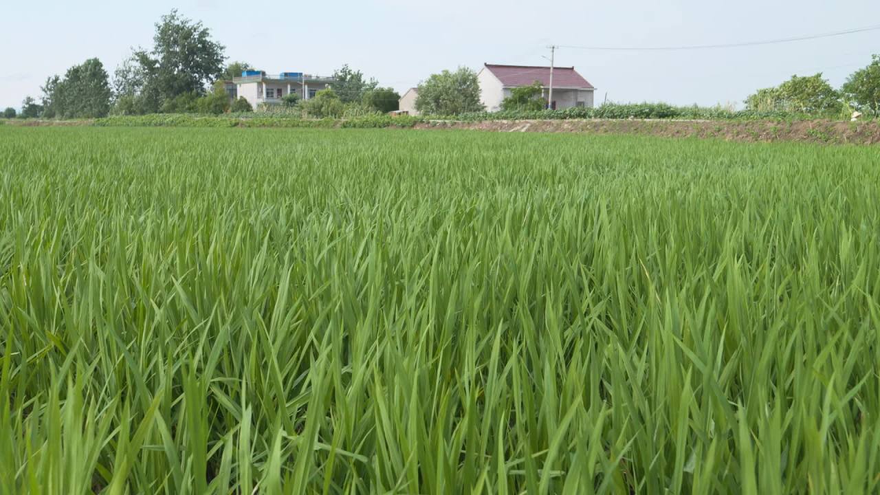 水稻五常大米田野粮食庄稼丰收 13