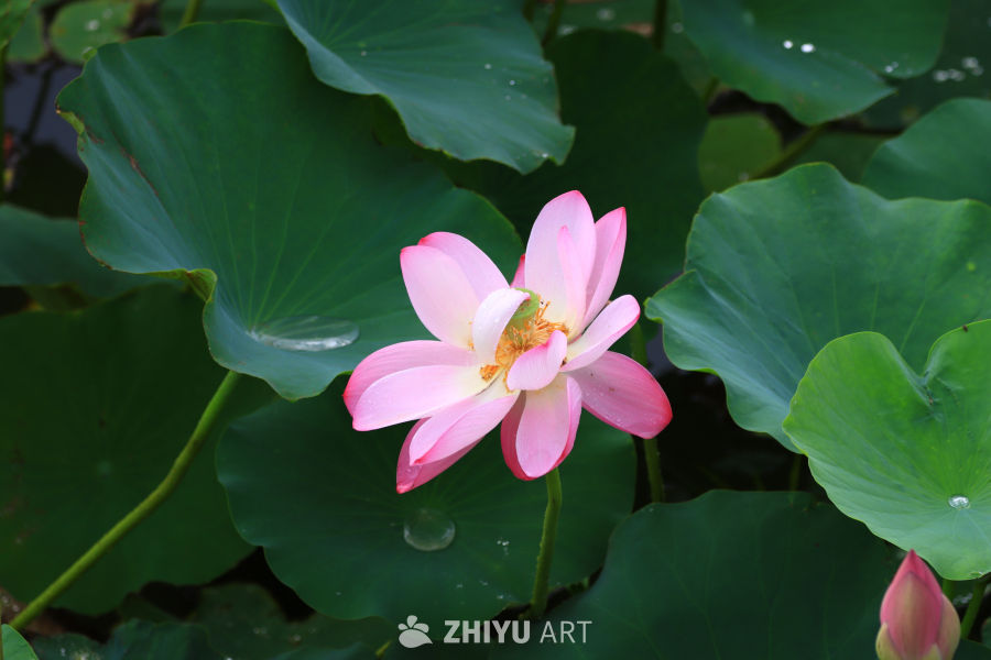 盛夏荷花 73