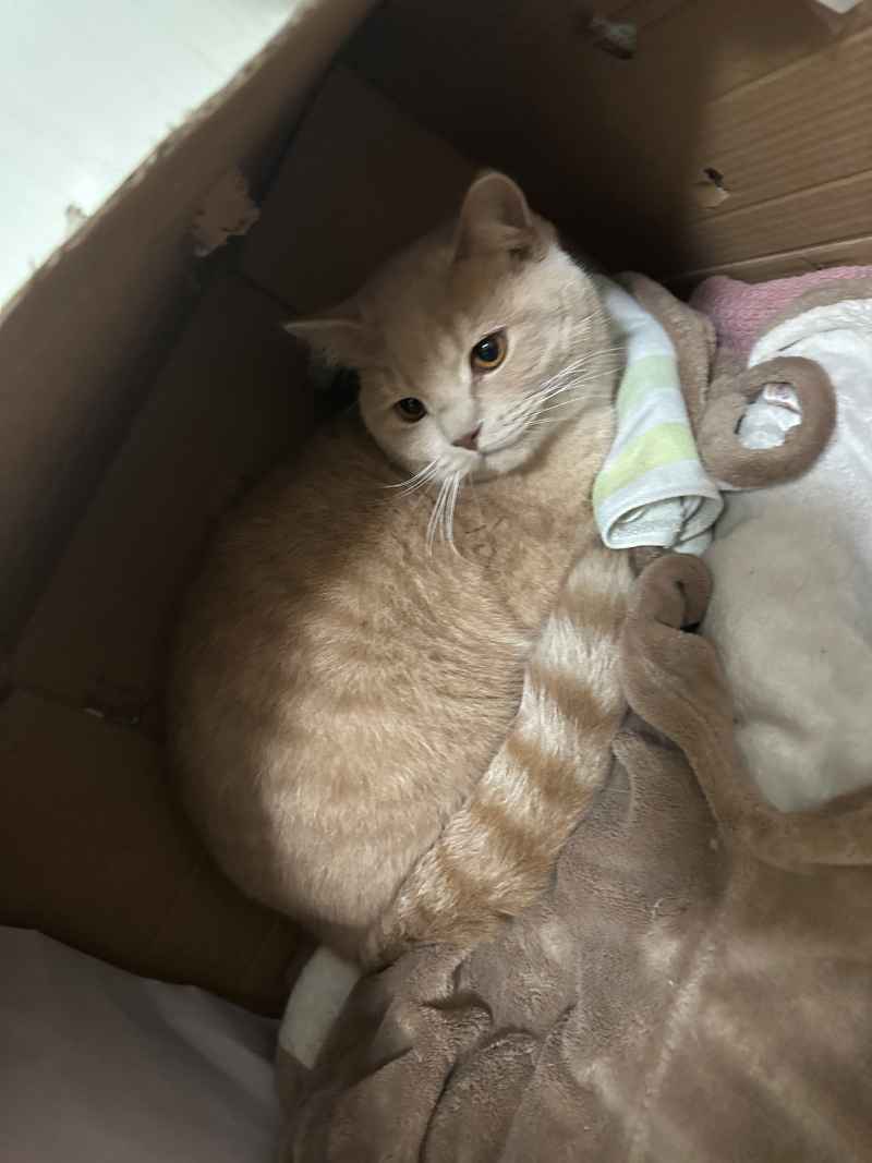 可爱的猫猫，谁能抗拒呢 28