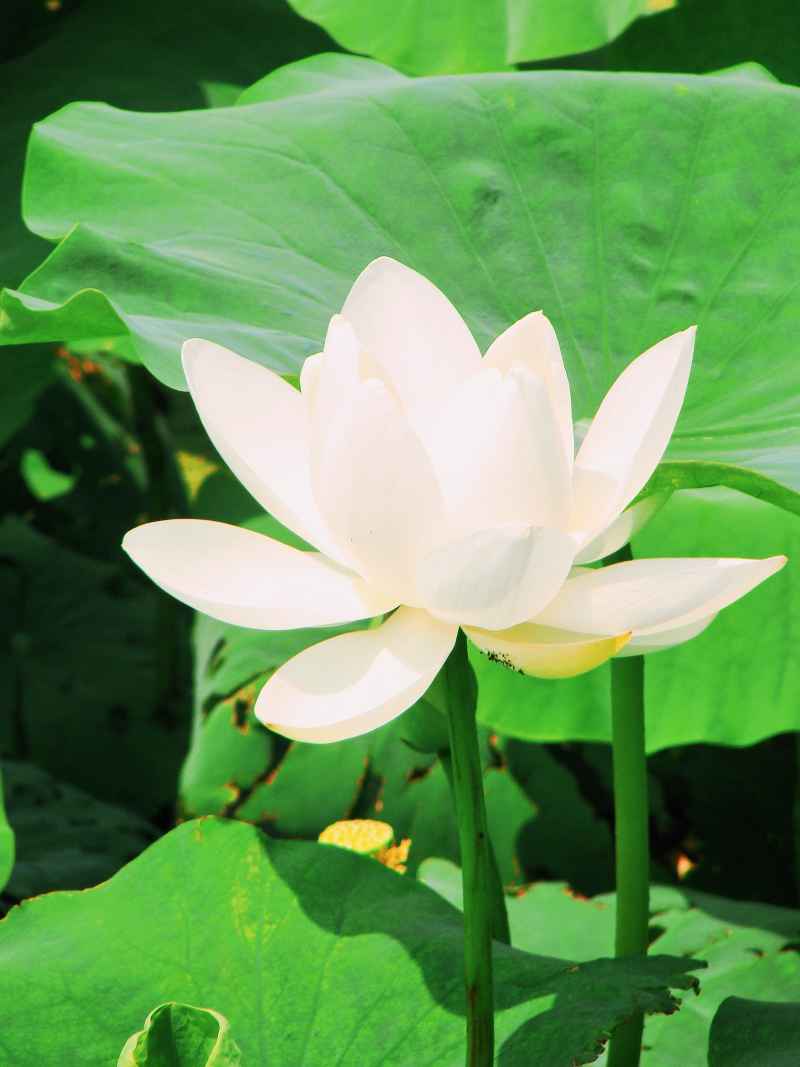 “水中君子”——荷花 7