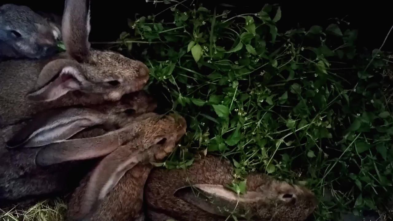 兔子动物饮食狗窝