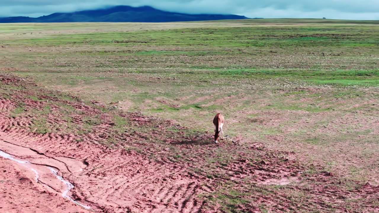 青海可可西里藏野驴航拍