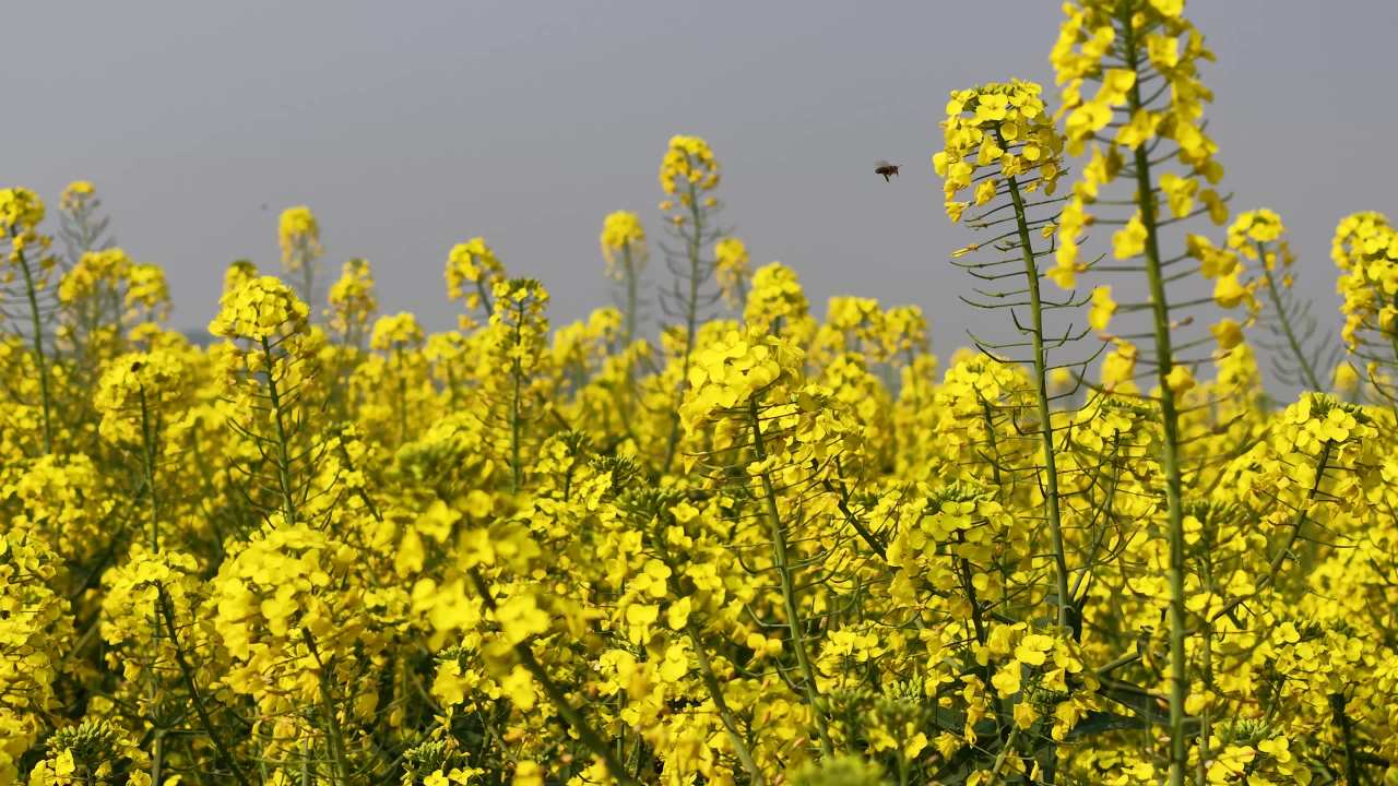 春风中的油菜花海