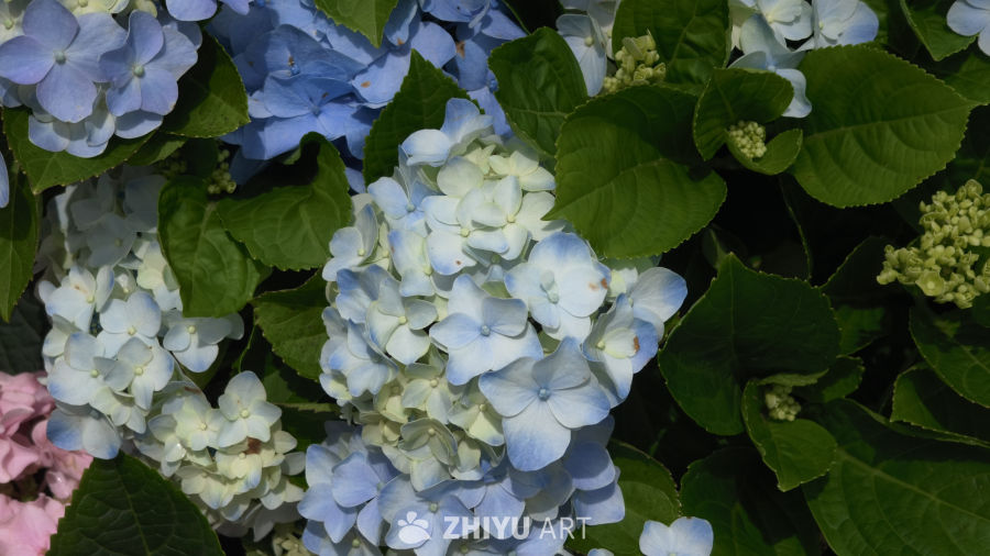 夏日里盛开的绣球花