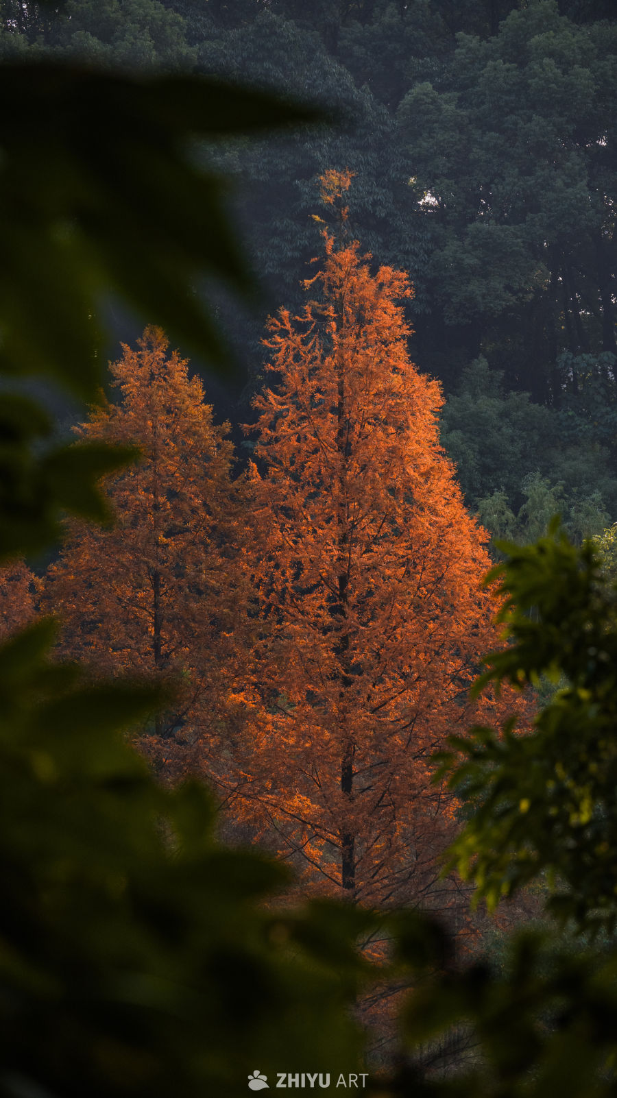 秋日金黄林间景