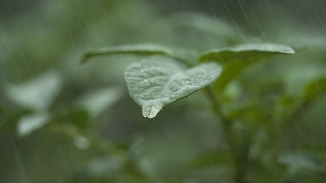 一天下雨水滴 36