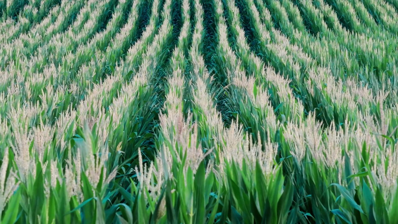 立秋时节授粉期的玉米田航拍 29