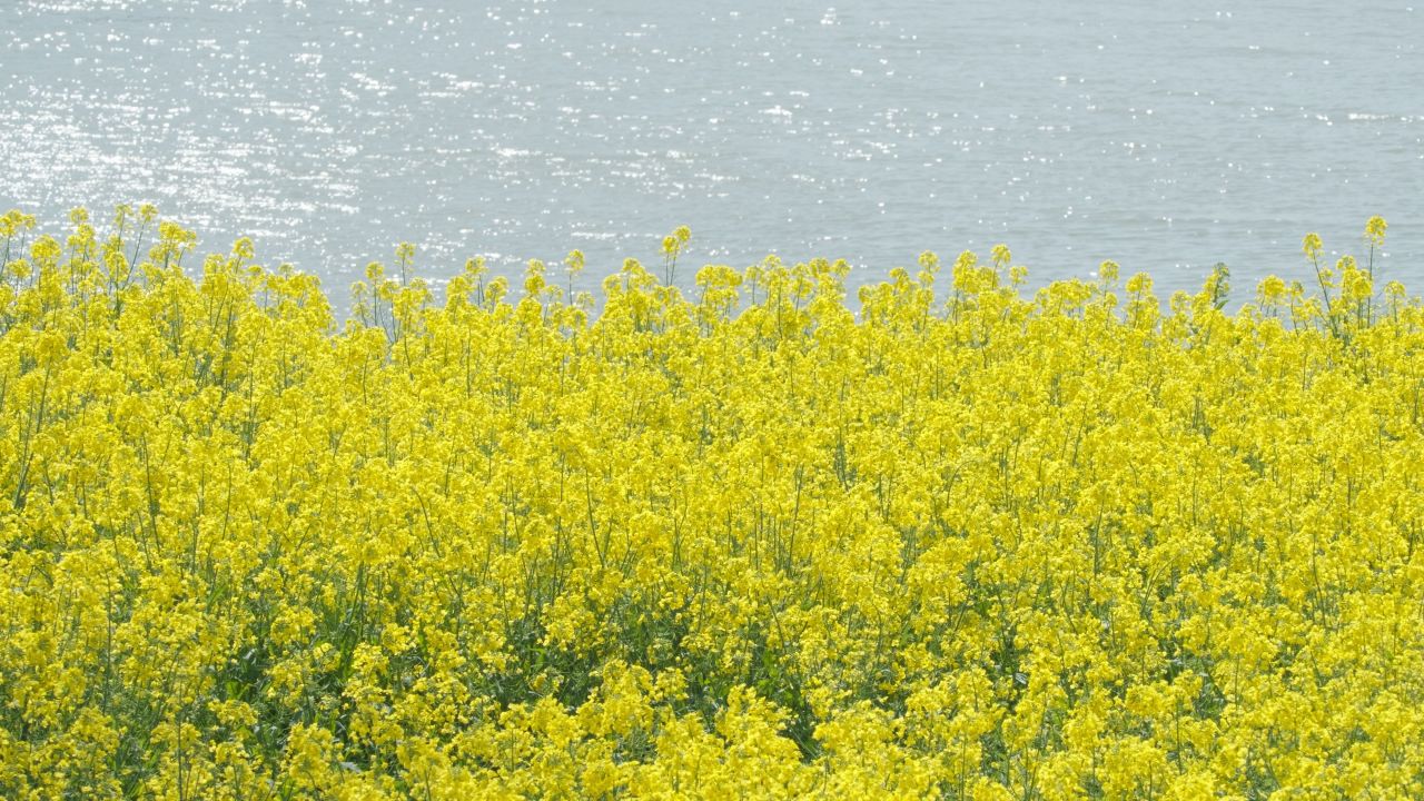春天农村油菜花海蜜蜂采蜜 35