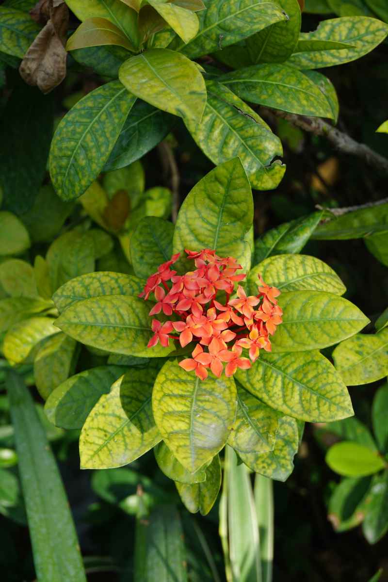 龙船花