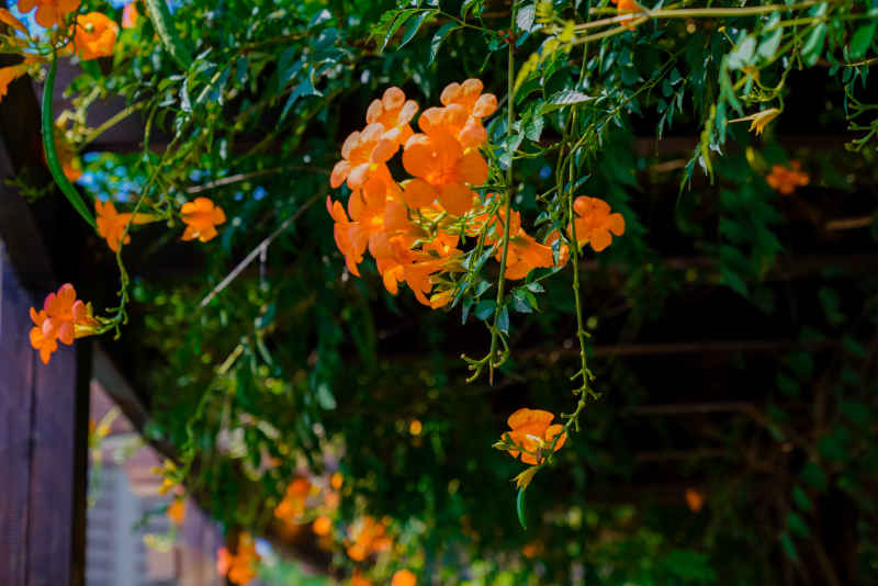 凌霄花 4