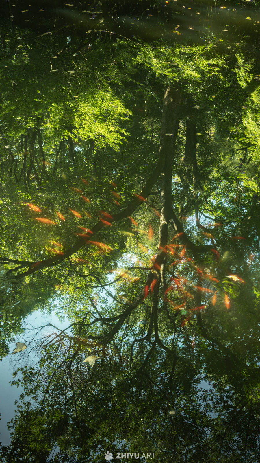 树是另一种意义上的海