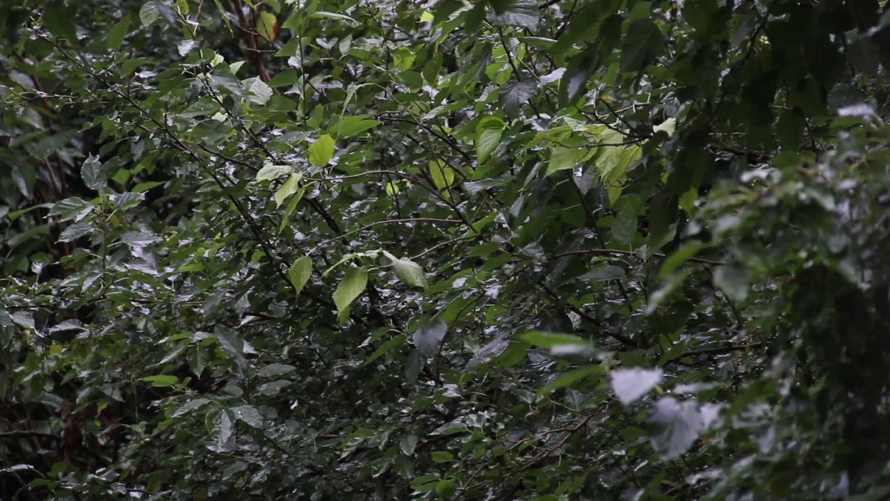 大雨中的桑树