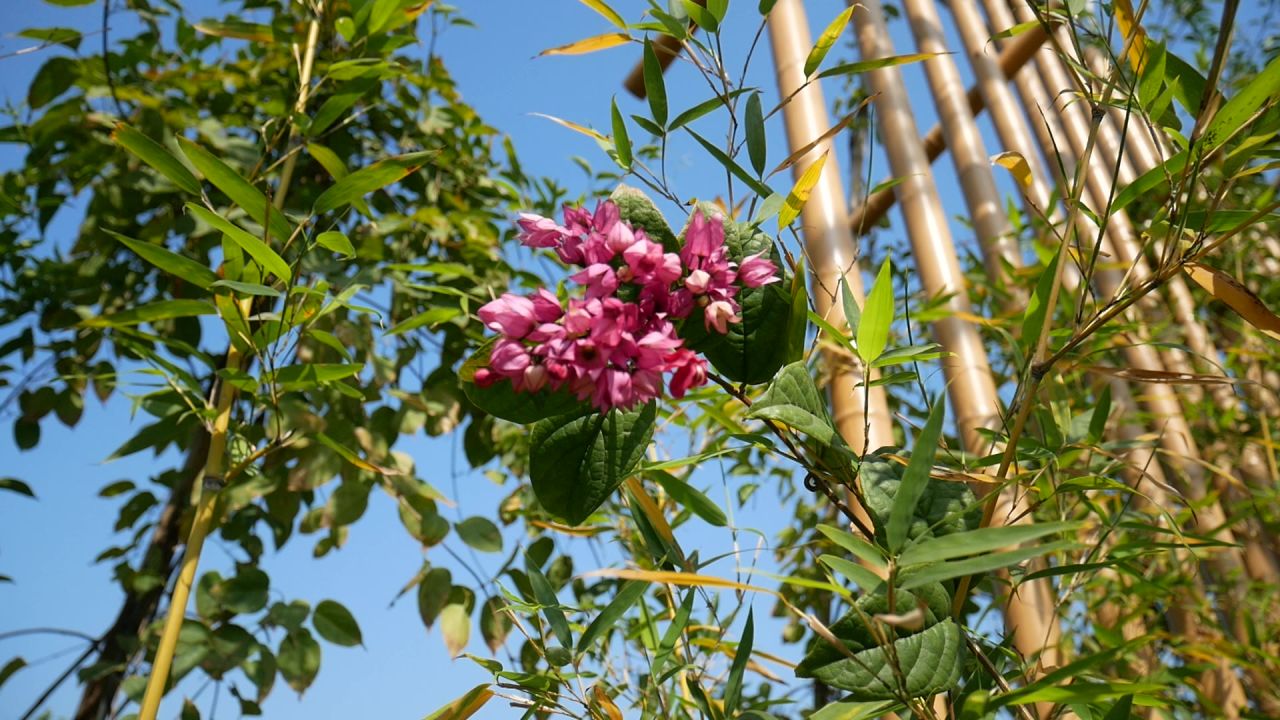 花廊竹叶和龙吐珠