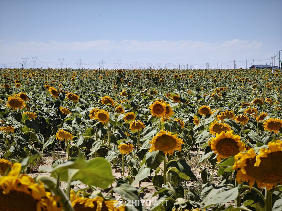 向日葵花海