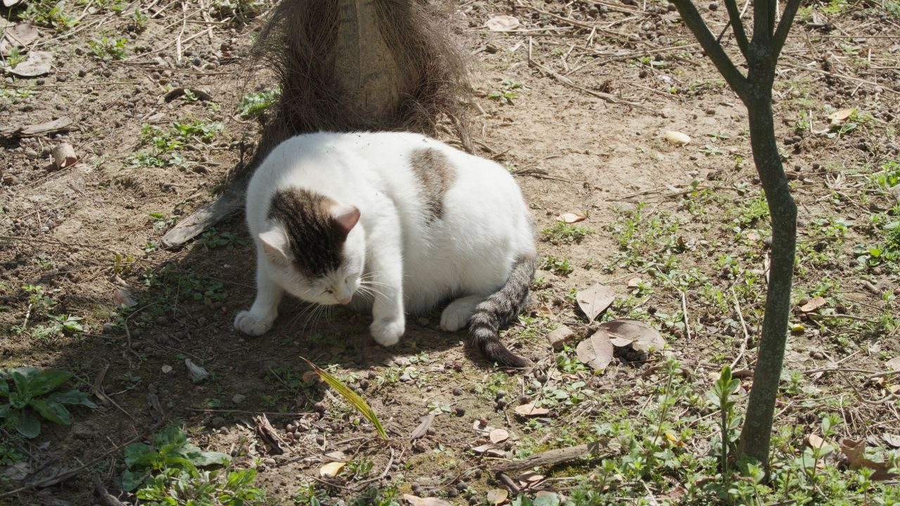 春天公园里可爱的猫咪流浪猫 30
