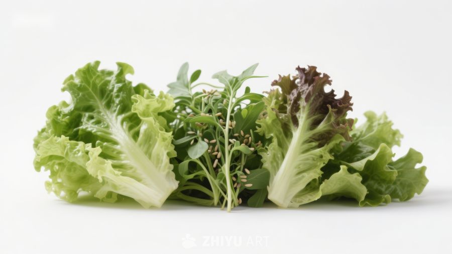新鲜生菜与香草组合