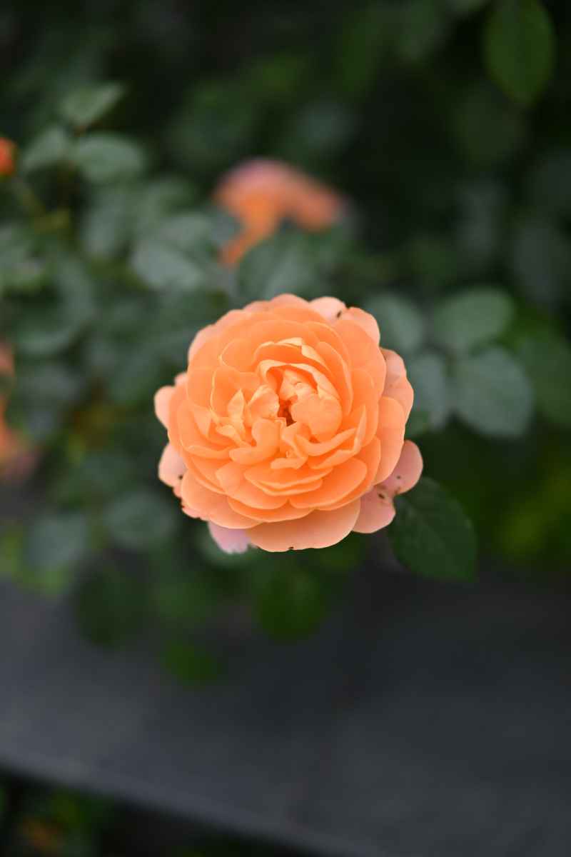 花 6
