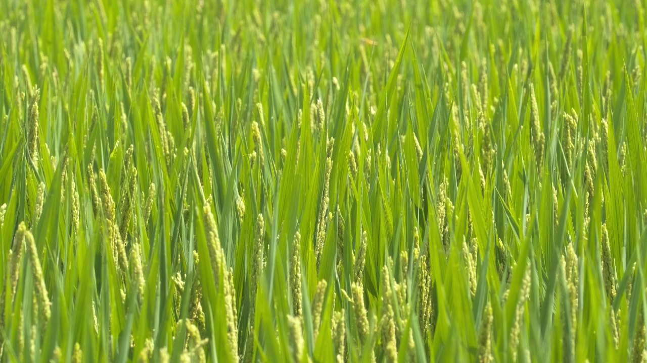 水稻五常大米田野粮食庄稼丰收 2