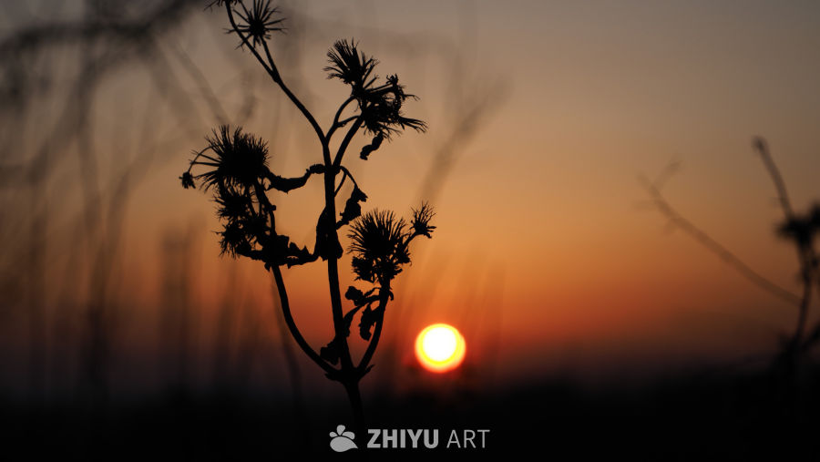 日落剪影：枯萎的美丽