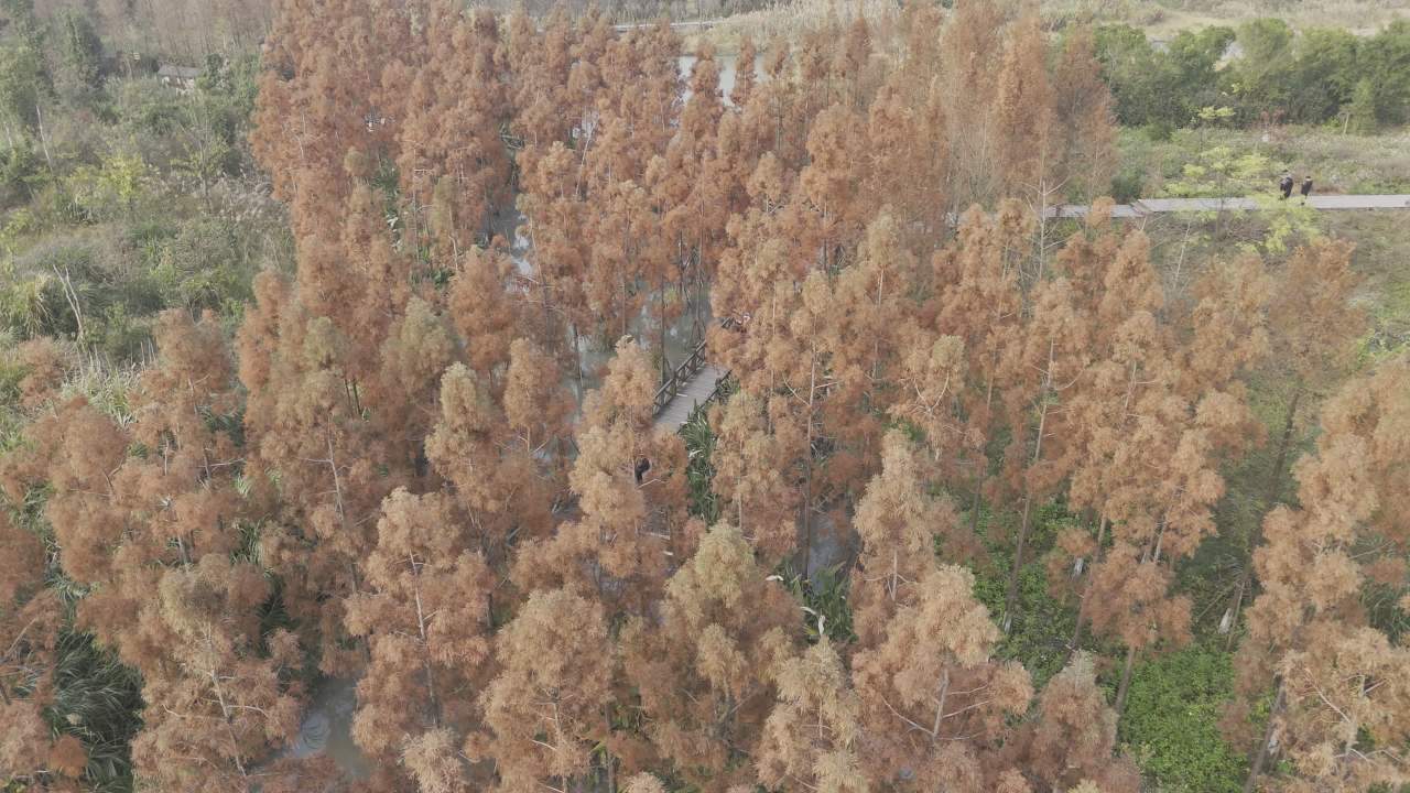 冬日的湿地 32