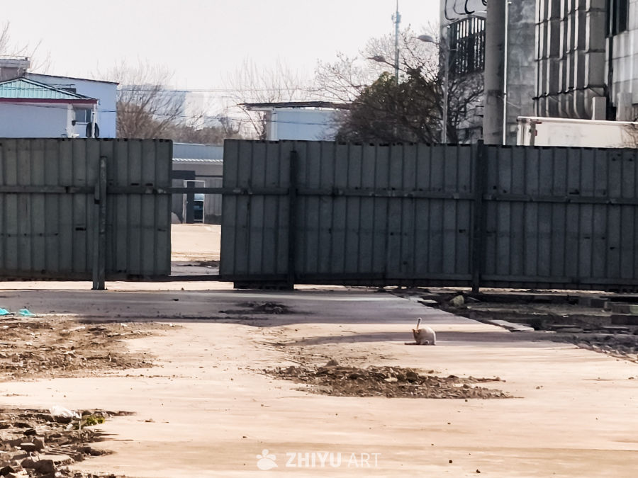 城市中的流浪猫