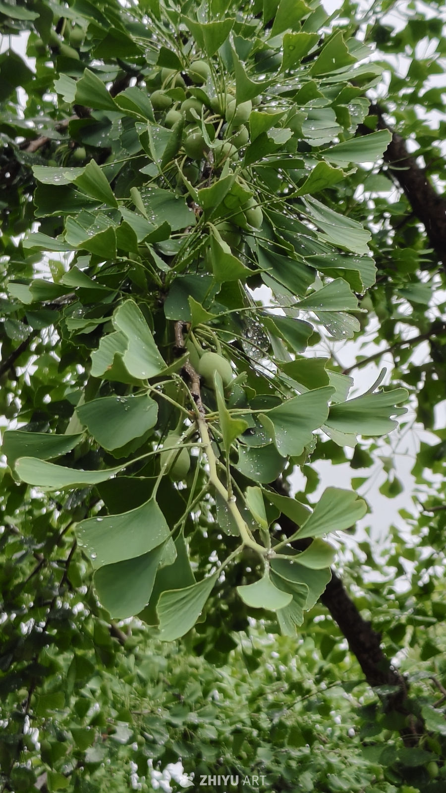 雨后银杏树