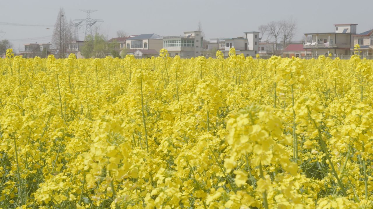 春天农村油菜花海蜜蜂采蜜 44