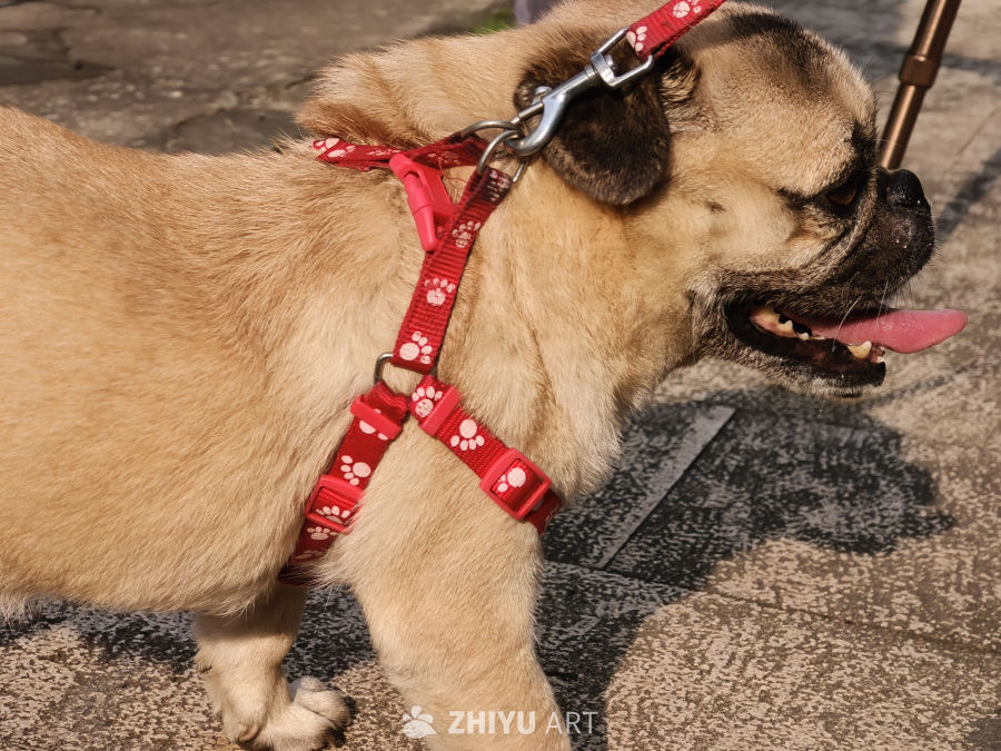 怕热的宠物斗牛犬