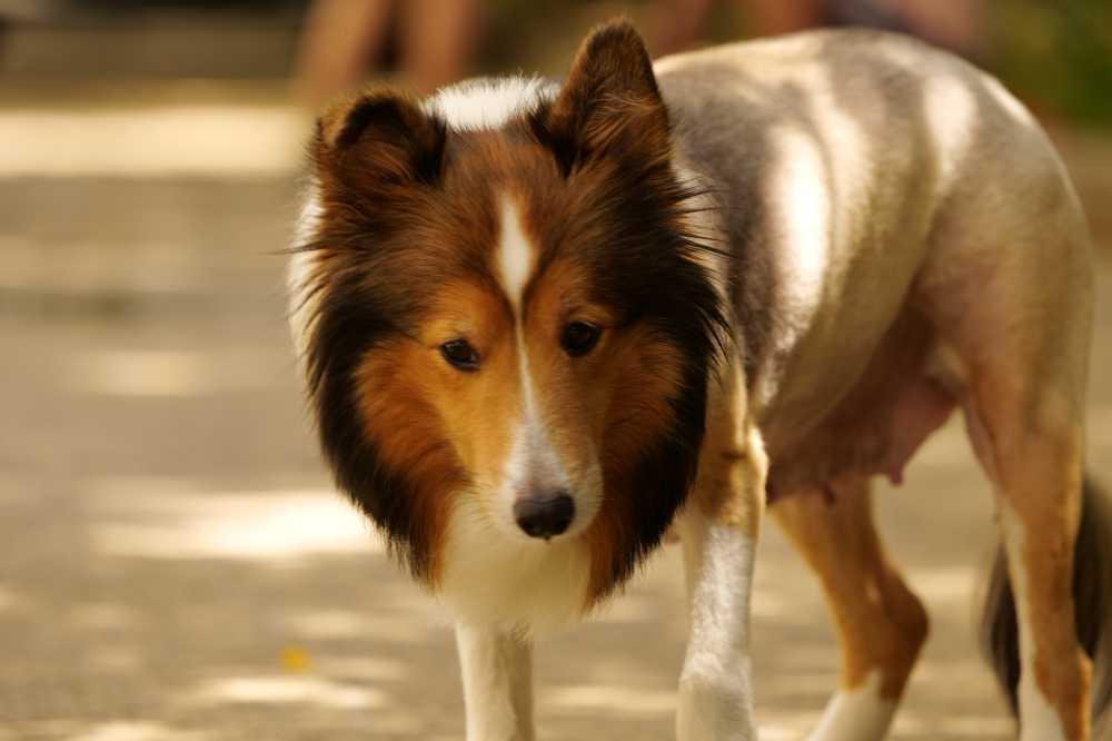 喜乐蒂牧羊犬