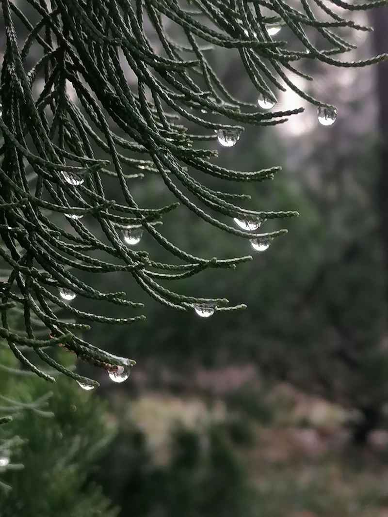 垂悬欲滴