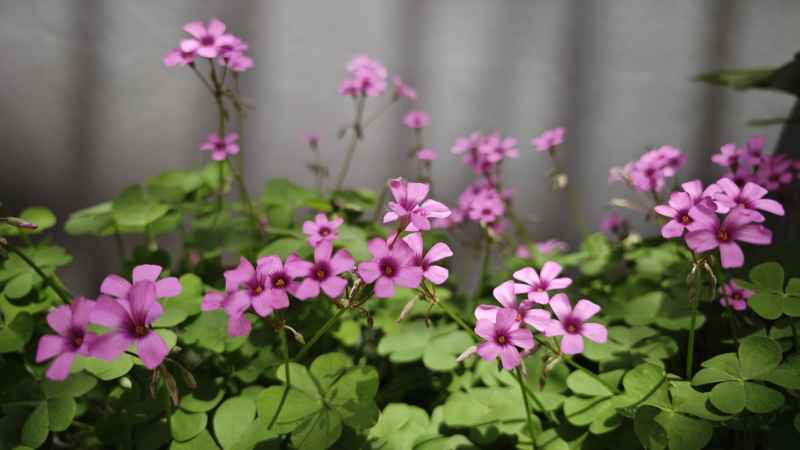 未名小花