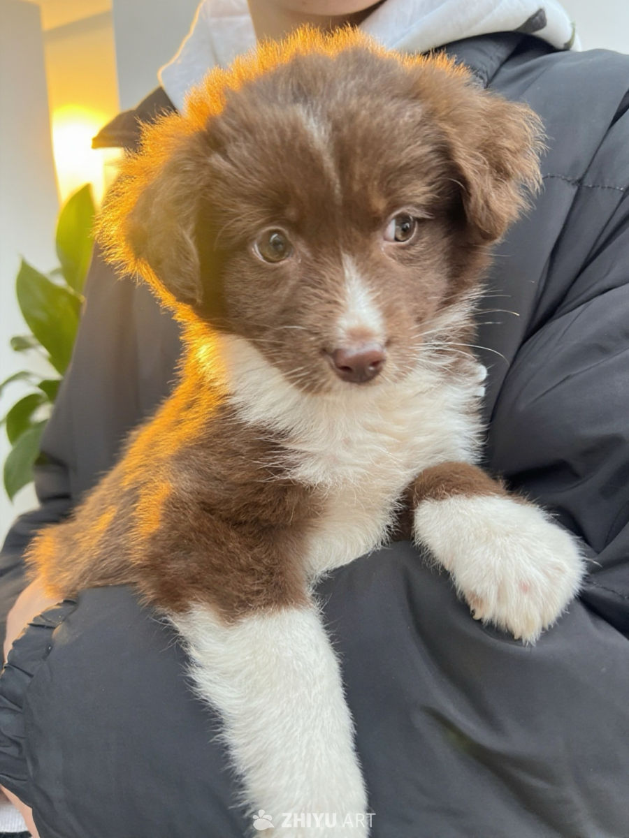 修🐶