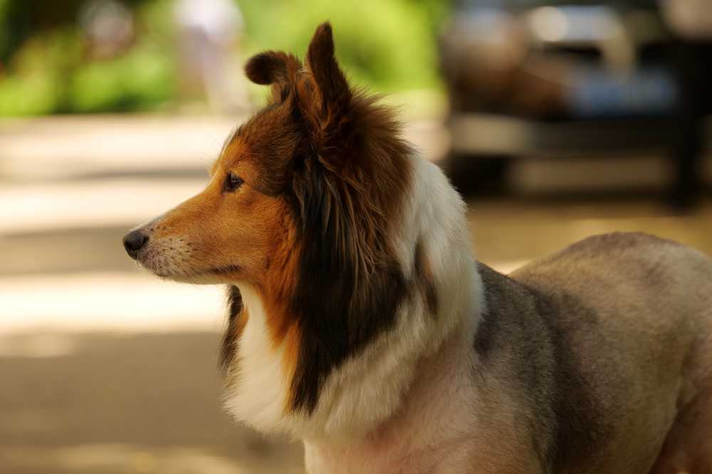 喜乐蒂牧羊犬