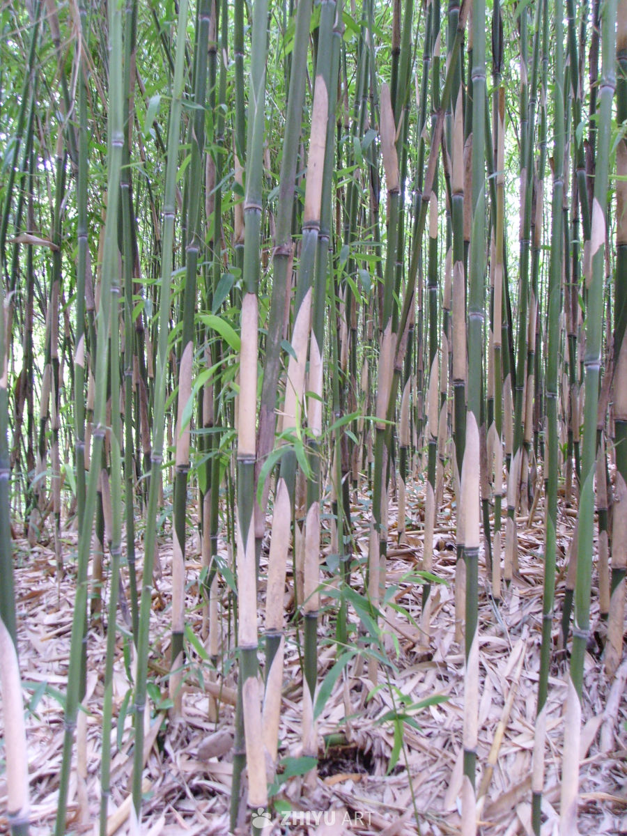 植物，树木 9