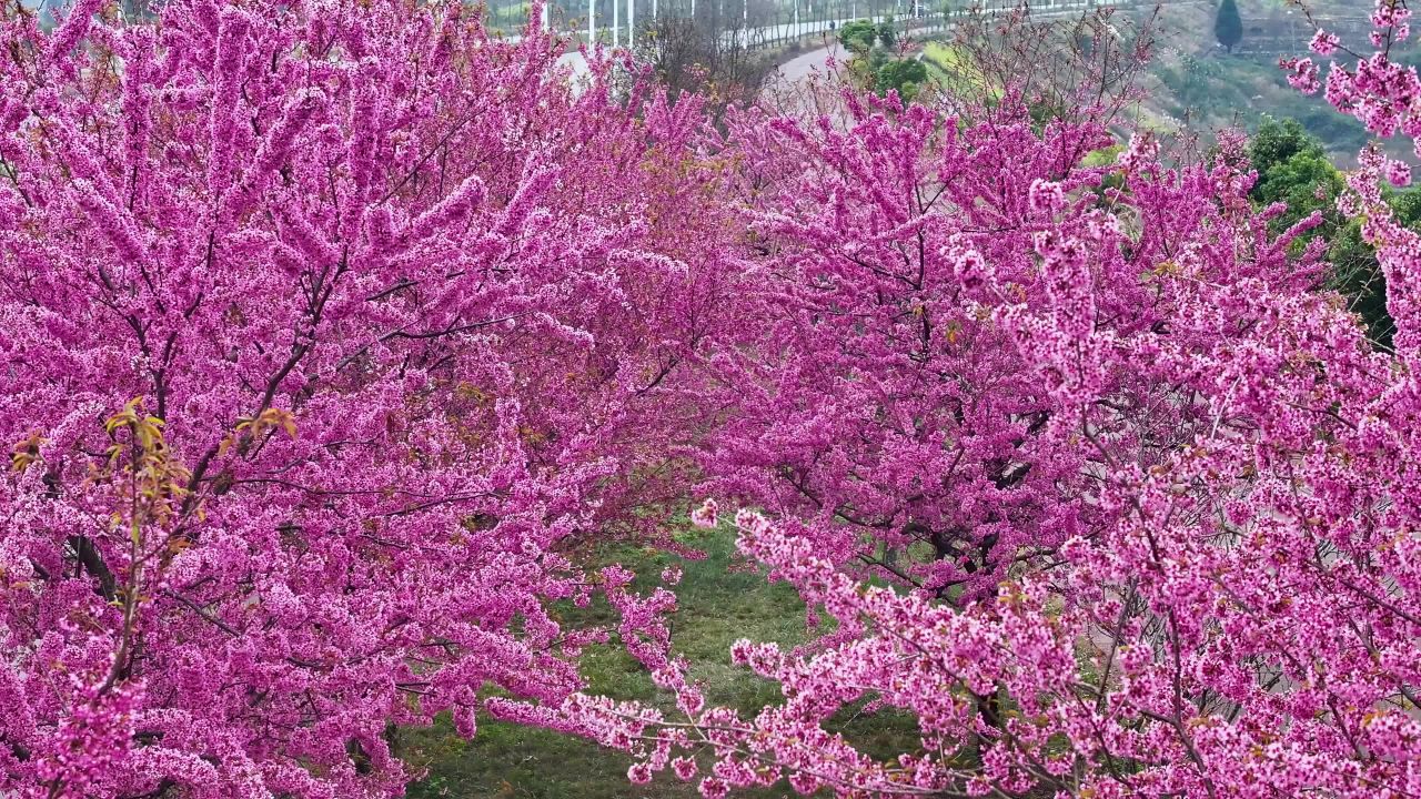 4k冬樱花空镜头和汉服美女