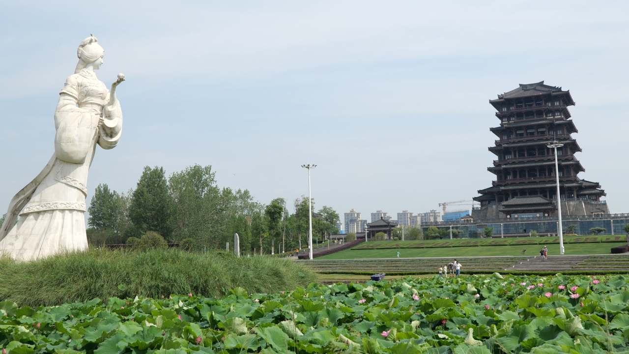 荷花 54