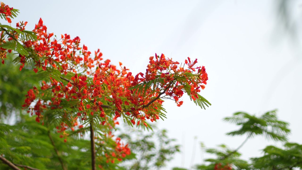凤凰花 1