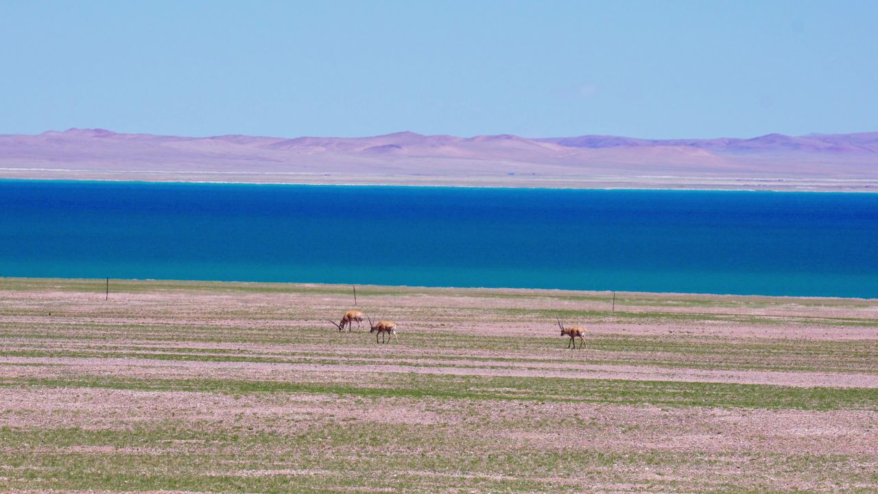 西藏达则错湖边的藏羚羊