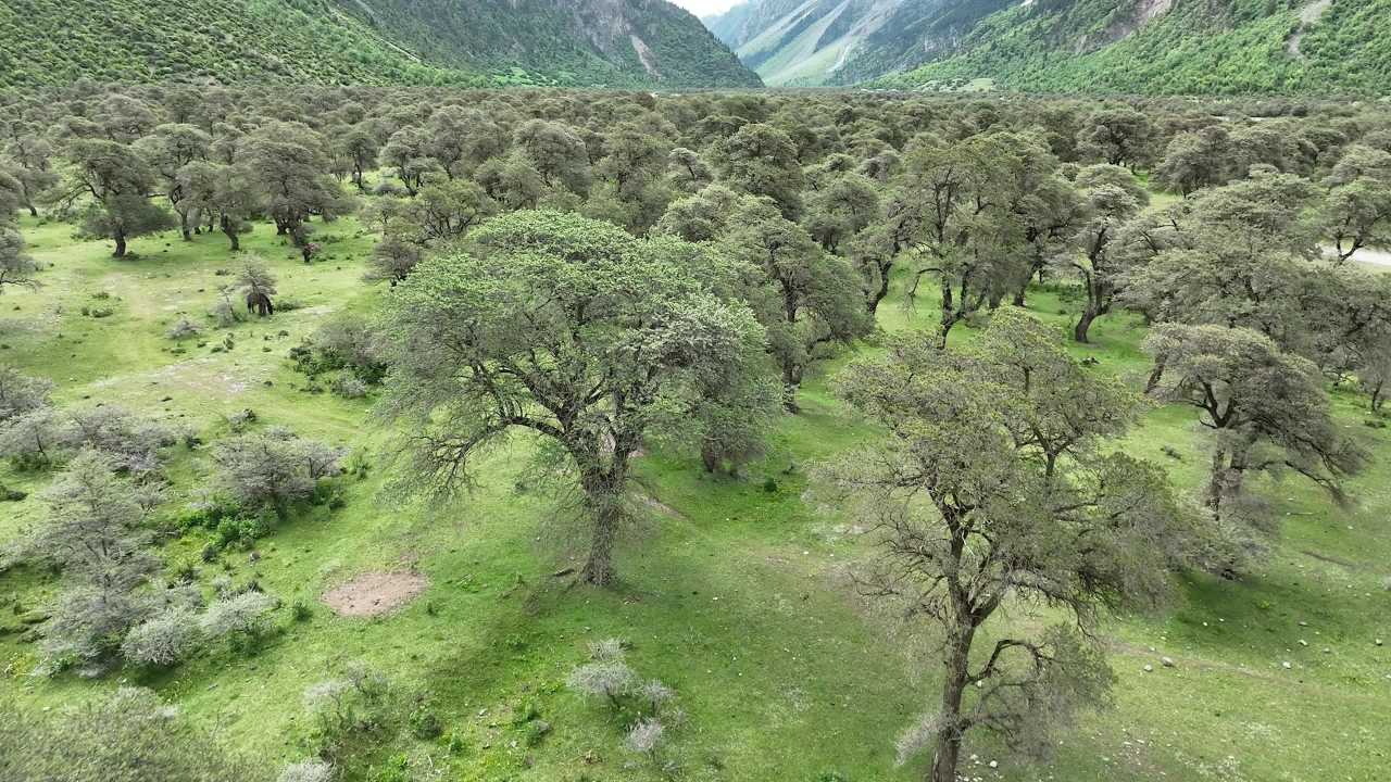 高山峡谷河流沙棘林航拍