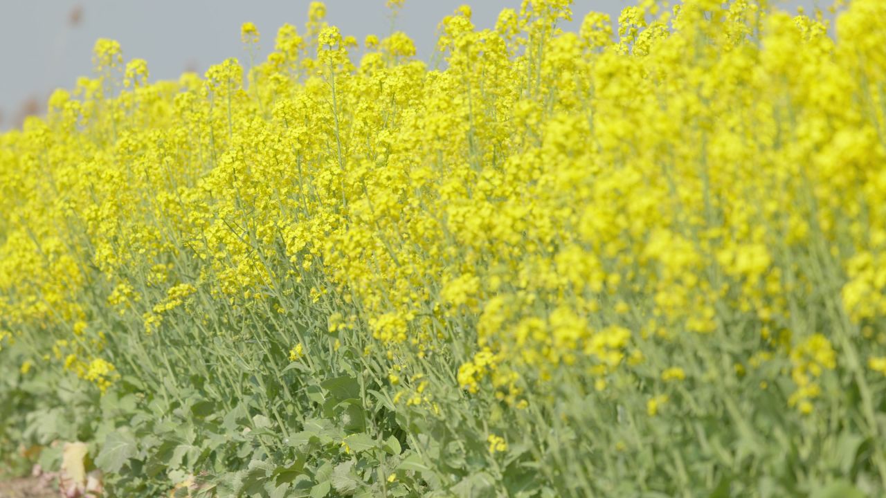 春天农村油菜花海蜜蜂采蜜 22