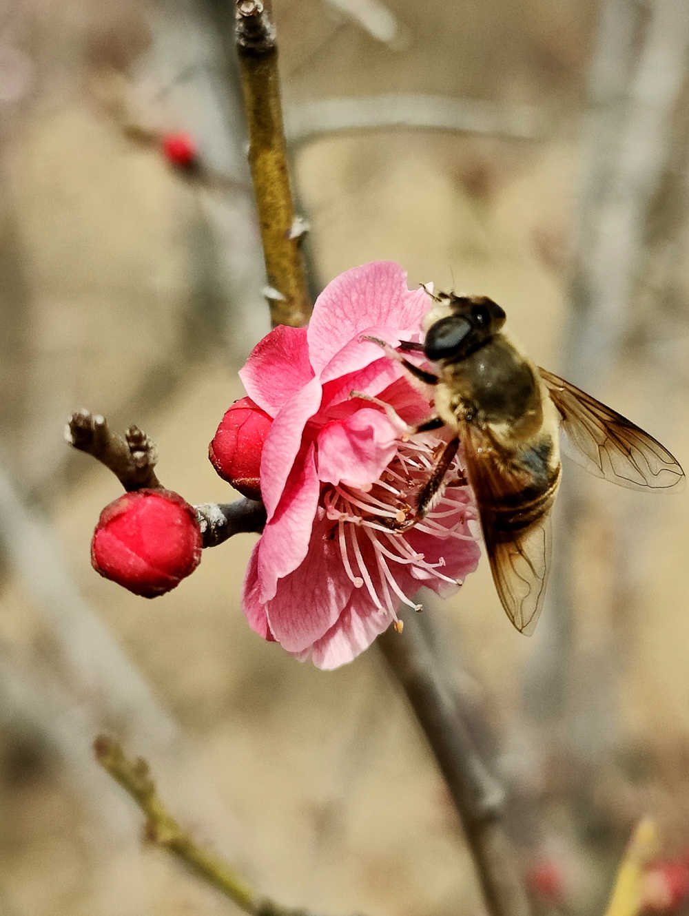 桃花蜜