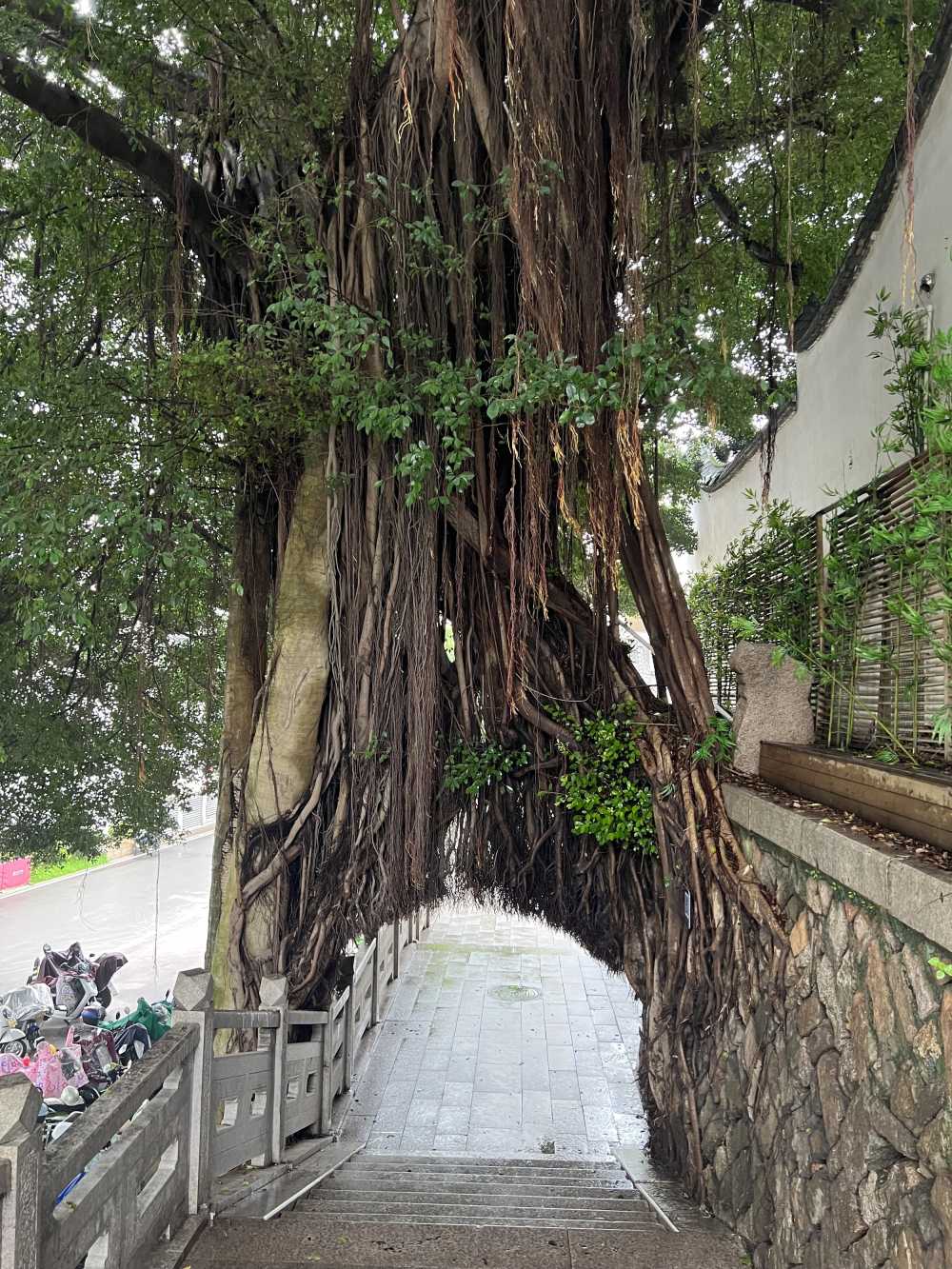 福州古树