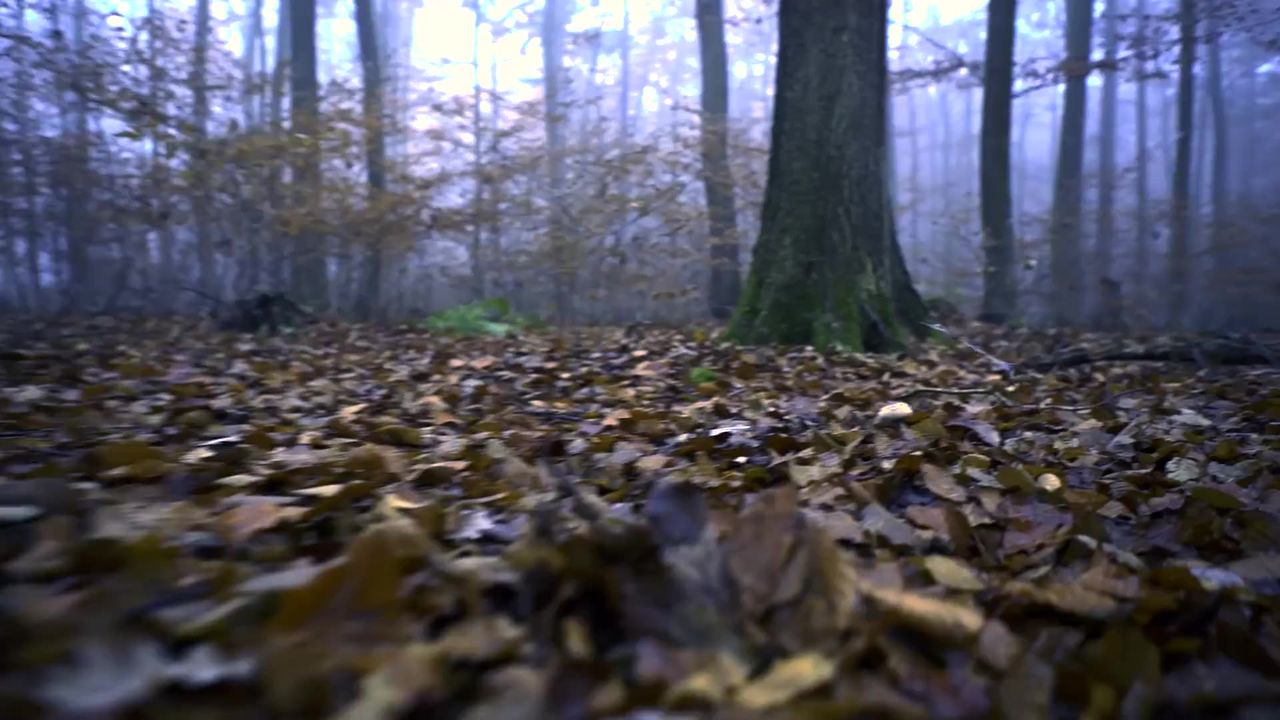 森林秋季步行神秘