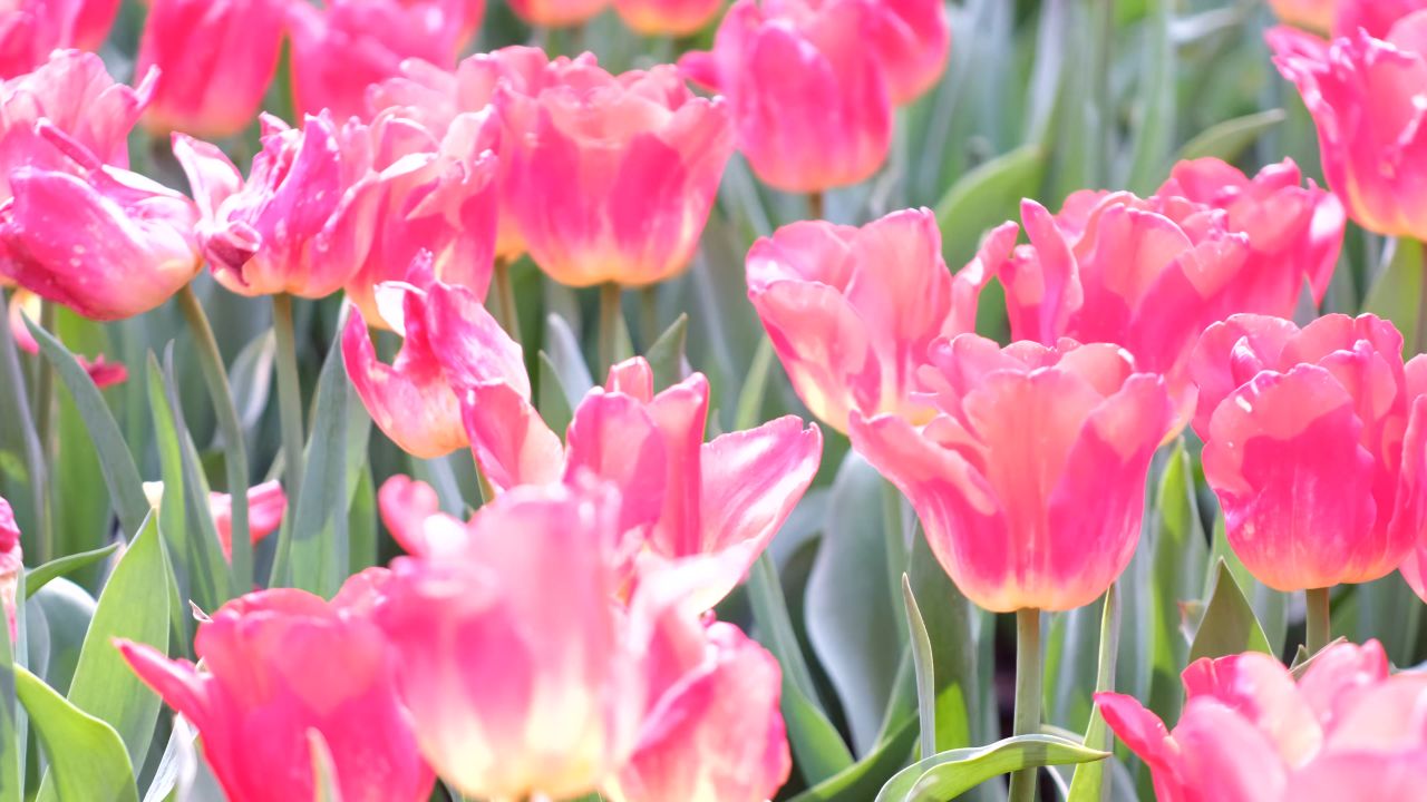 郁金香花素材