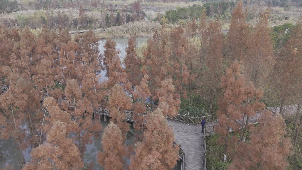 冬日的湿地 11