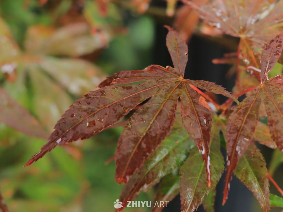 雨后红枫