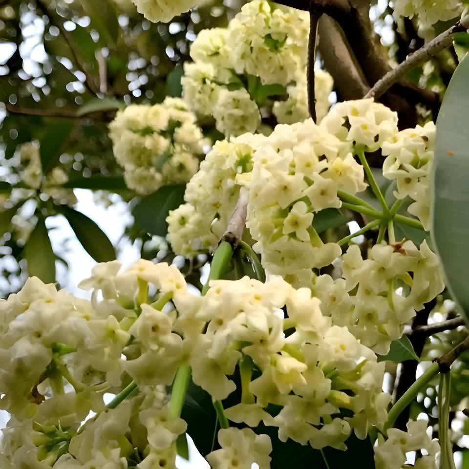 树木开着白色花朵，花瓣在微风中轻轻飘动。绿色的叶子