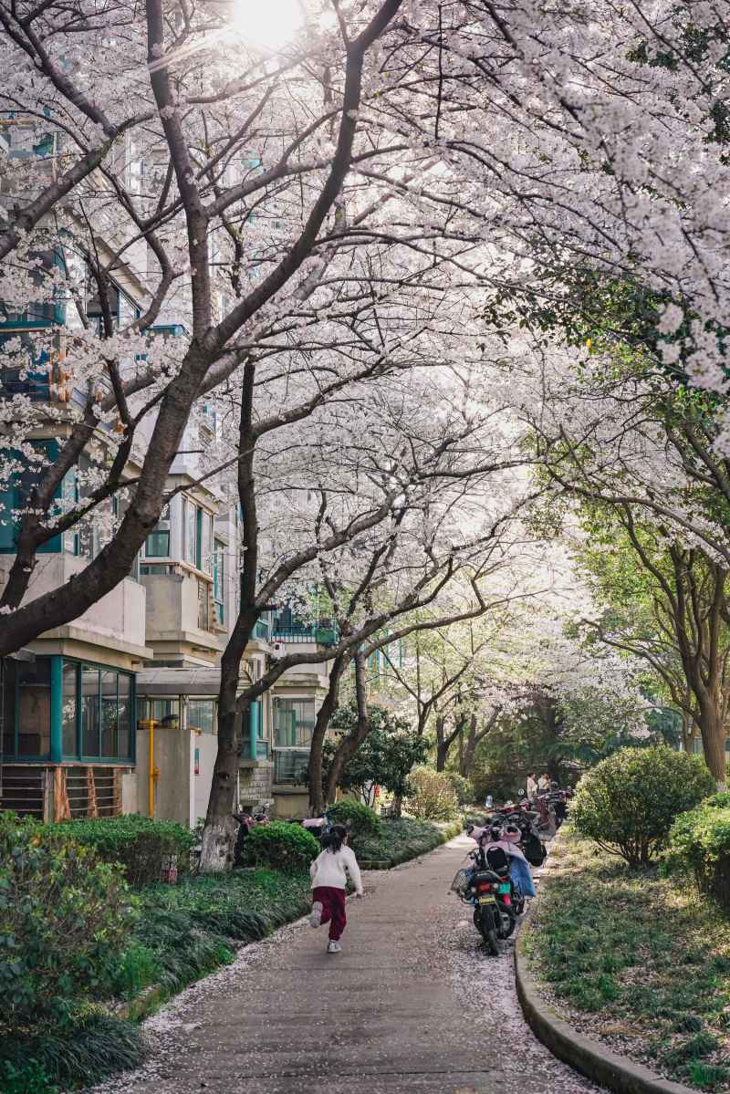 小区里的樱花树 1