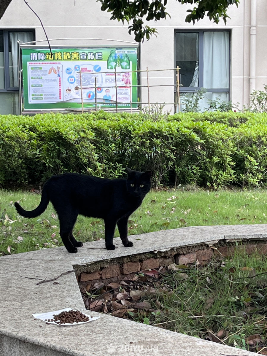 黑猫守望草地
