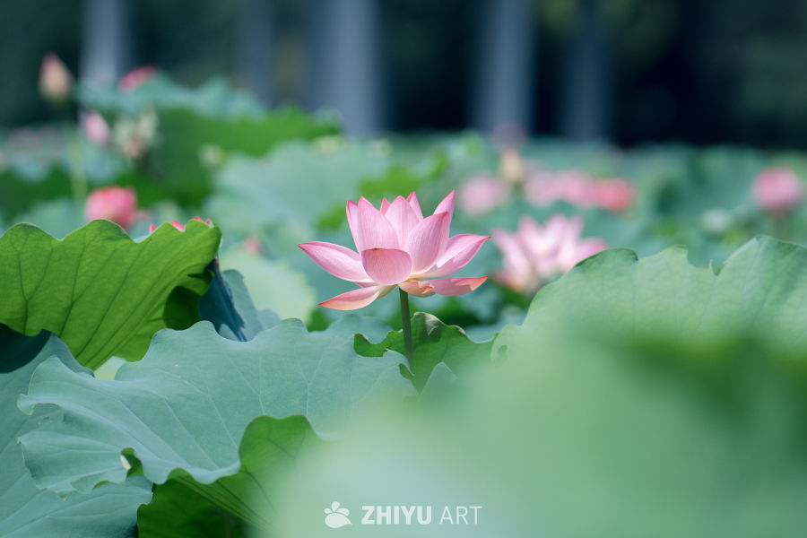荷花 4